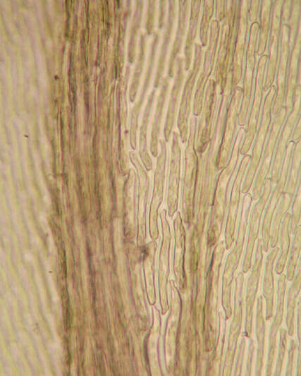 Image of pseudoscleropodium moss