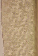 Image de Pseudoscleropodium