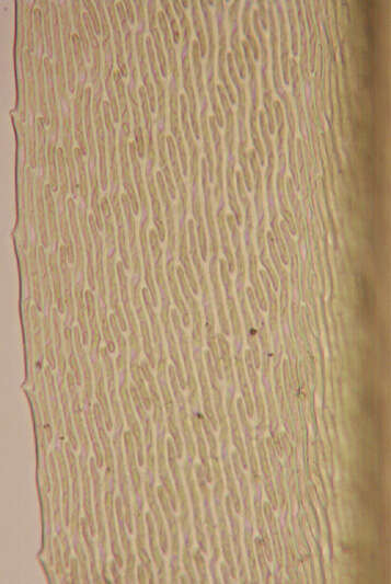 Image de Pseudoscleropodium