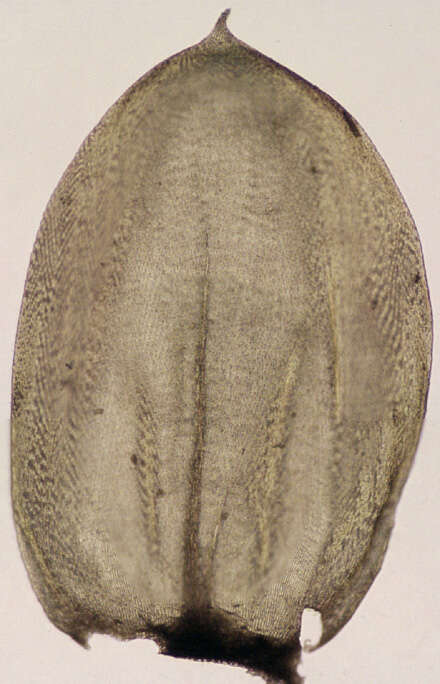 Image de Pseudoscleropodium