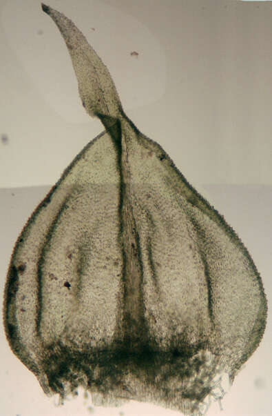 Image of tamarisk thuidium moss