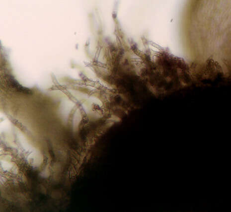 Image of tamarisk thuidium moss