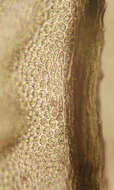 Image of tamarisk thuidium moss