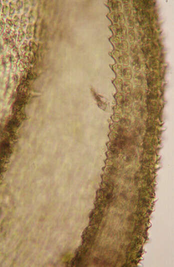 Image of tamarisk thuidium moss