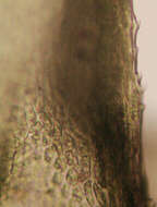 Image of tamarisk thuidium moss