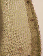 Image of tamarisk thuidium moss