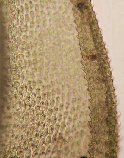 Image of tamarisk thuidium moss