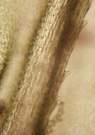 Image of tamarisk thuidium moss