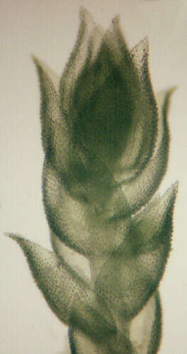 Image of tamarisk thuidium moss