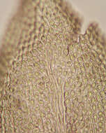 Image of tamarisk thuidium moss