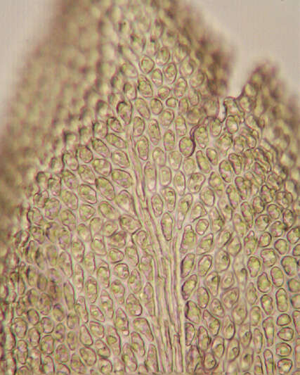 Image of tamarisk thuidium moss