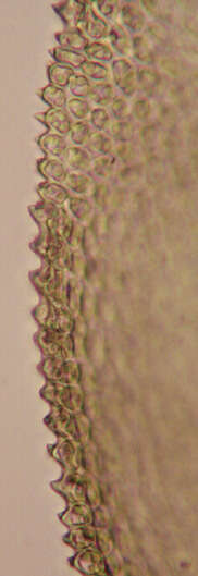 Image of tamarisk thuidium moss