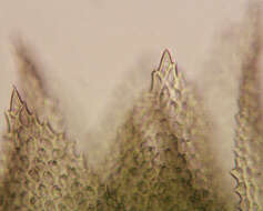 Image of tamarisk thuidium moss