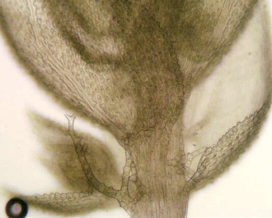 Image of tamarisk thuidium moss