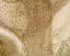 Image of tamarisk thuidium moss