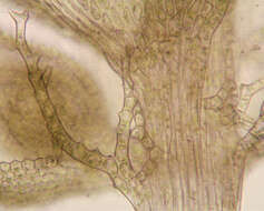 Image of tamarisk thuidium moss