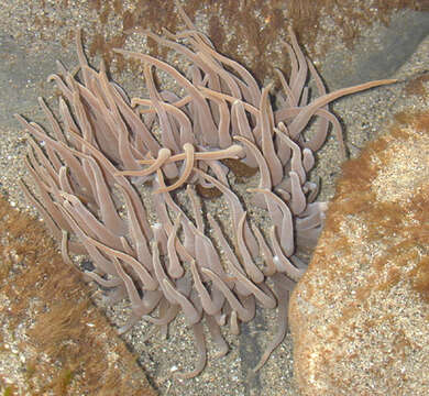 Image of Snakelocks anemone