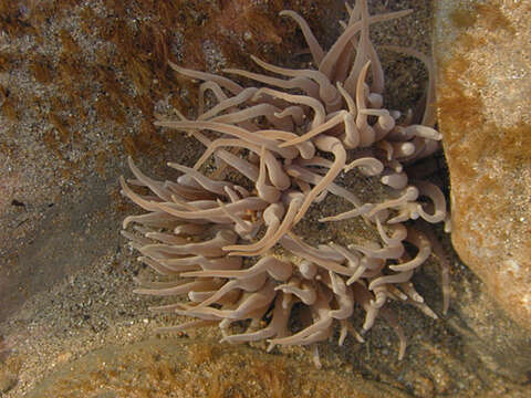 Image of Snakelocks anemone