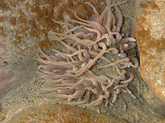 Image of Snakelocks anemone