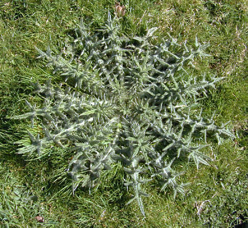 Image of Spear Thistle