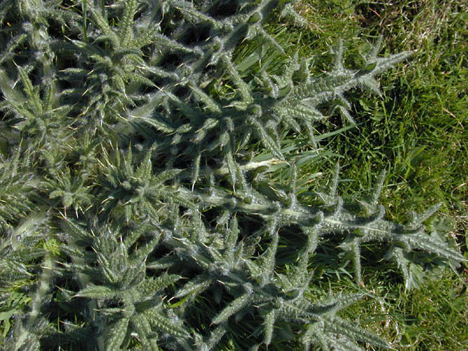 Image of Spear Thistle