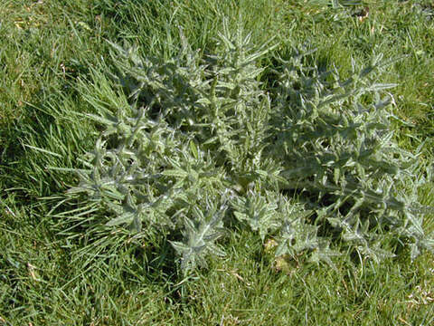 Image of Spear Thistle