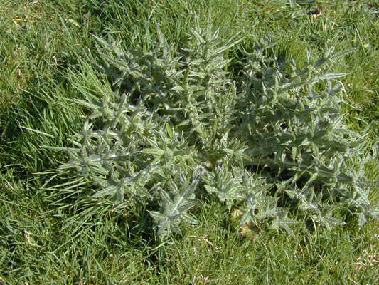 Image of Spear Thistle