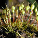 Image of Common Bladder Moss