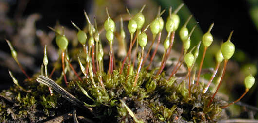 Image of Common Bladder Moss