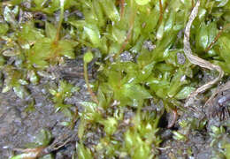 Image of Common Bladder Moss