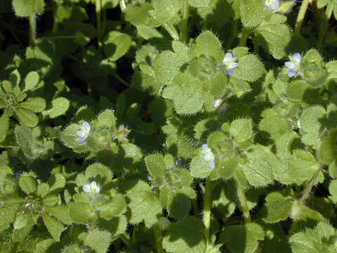 Image of Veronica hederifolia subsp. hederifolia