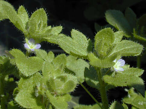 Image of Veronica hederifolia subsp. hederifolia