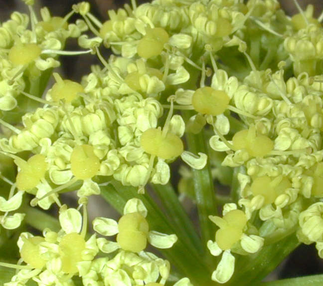 Smyrnium olusatrum L. resmi