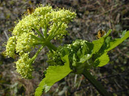 Smyrnium olusatrum L. resmi