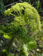 Smyrnium olusatrum L. resmi