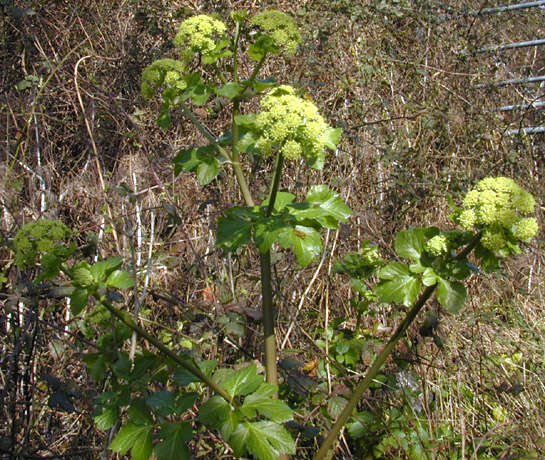 Smyrnium olusatrum L. resmi