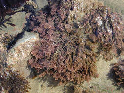 Image of common coral weed