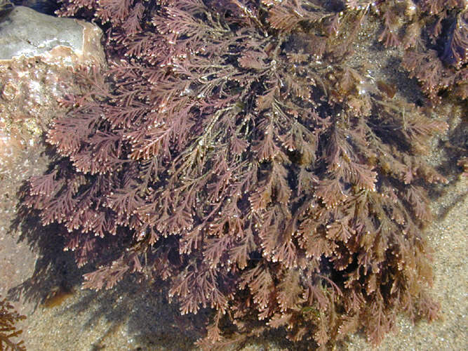 Image of common coral weed