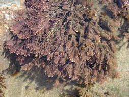 Image of common coral weed