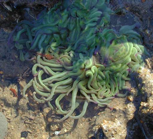 Image de anémone de mer verte