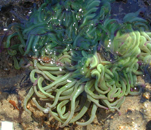 Image de anémone de mer verte