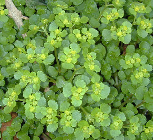 Plancia ëd Chrysosplenium oppositifolium L.