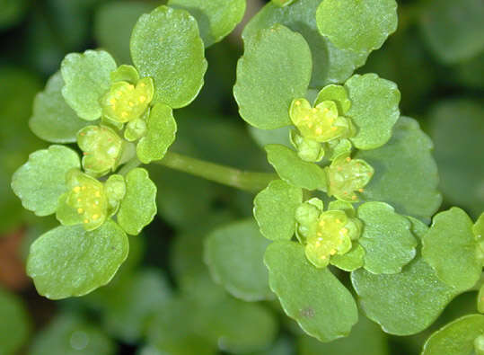 Plancia ëd Chrysosplenium oppositifolium L.