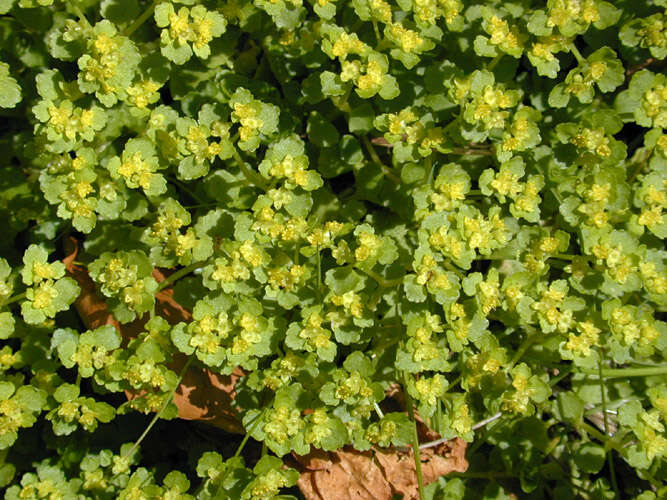 Plancia ëd Chrysosplenium oppositifolium L.