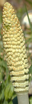 Image of Great Horsetail