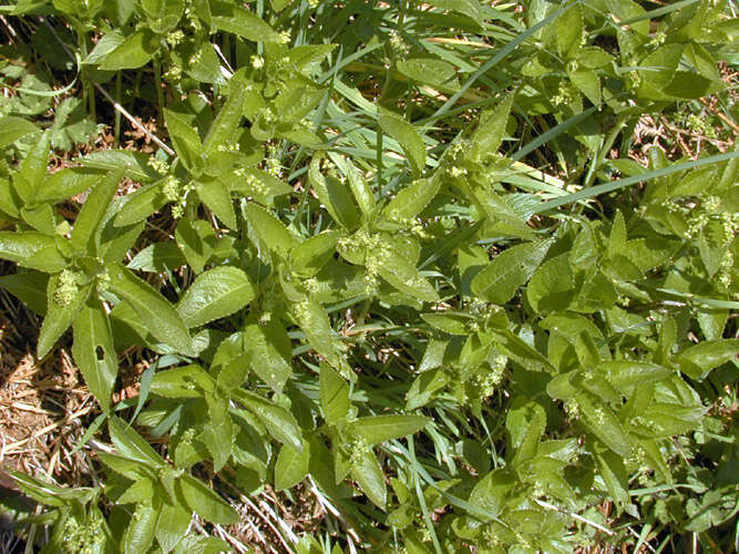 Image of dog's mercury