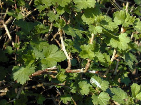 Image of European gooseberry