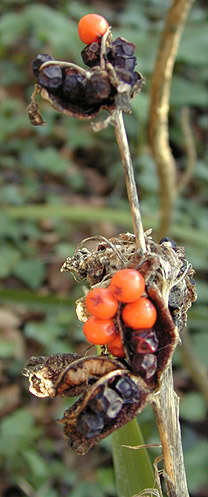 Image of stinking iris