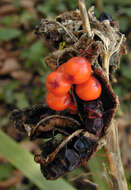 Image of stinking iris