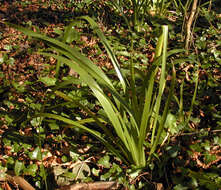 Image of stinking iris